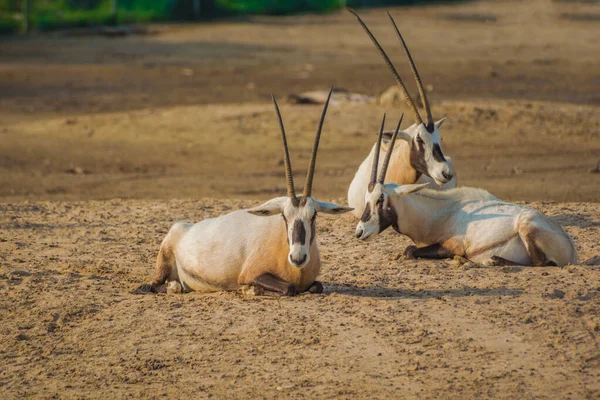 Vue Trois Oryx Sahariens Couchés Sur Sol Parc Animalier Areen — Photo