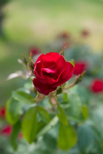 Una Messa Fuoco Verticale Selettiva Una Bella Rosa Scarlatta — Foto Stock