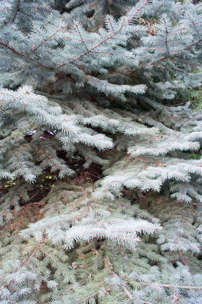 Vertical Shot Prickly Blue Spruce Branches — Stock Photo, Image