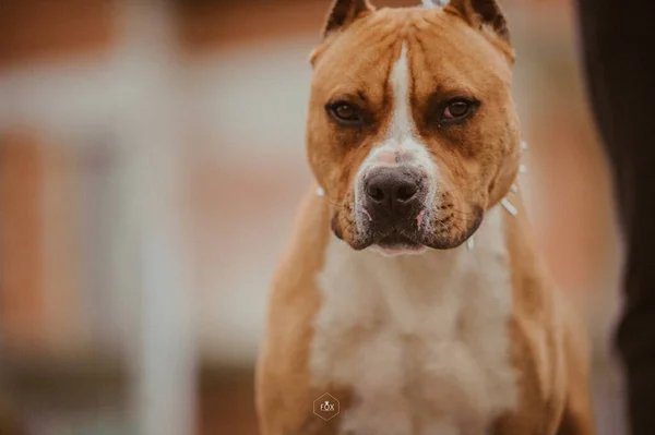 Colpo Fuoco Selettivo Marrone Americano Staffordshire Terrier — Foto Stock