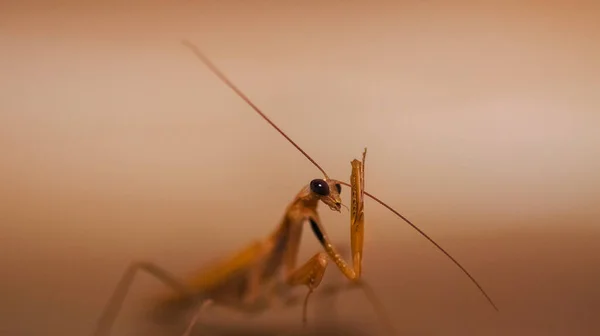Ett Makro Skott Bedjande Mantis Den Ljusbruna Bakgrunden — Stockfoto