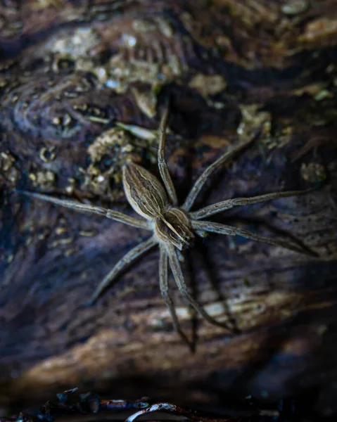 一只大蜘蛛在旧的木制表面上的垂直镜头 — 图库照片