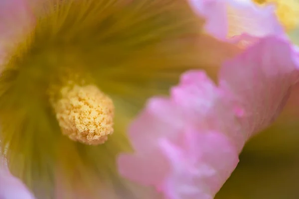 Tiro Close Pistilo Uma Flor Rosa — Fotografia de Stock