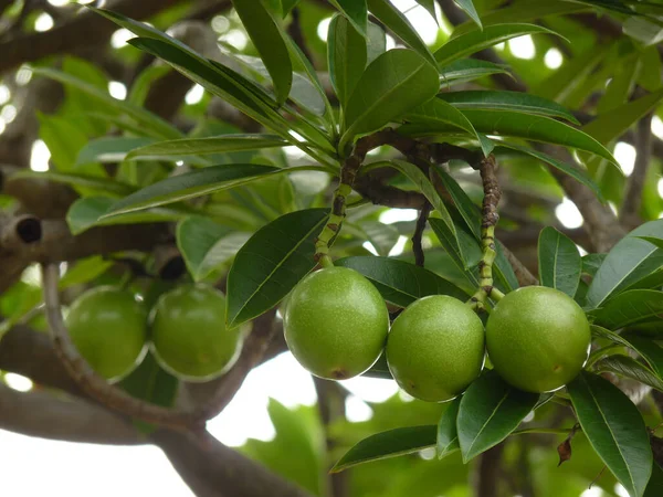 Primo Piano Frutti Verdi Dell Albero Suicida Sui Rami Degli — Foto Stock