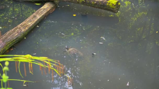4Kの公園の池で泳ぐ小さな愛らしいカメ — ストック動画