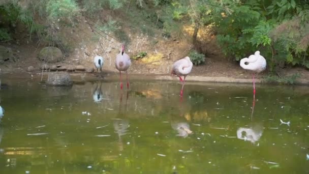 Hermosos Flamencos Lago Del Zoológico Día Soleado — Vídeos de Stock