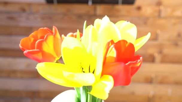 Strauß Schöner Tulpen Freien Bei Sonnigem Tag Frauentagskonzept — Stockvideo