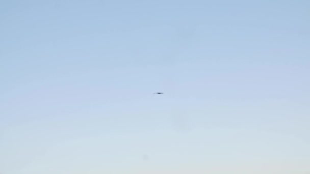 Hermoso Tiro Del Pájaro Volador Cielo Azul — Vídeo de stock