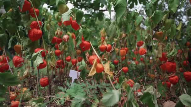 Φρέσκο Physalis Αυξάνεται Υπαίθρια Έννοια Του Καλοκαιριού Κοντινή Θέα — Αρχείο Βίντεο