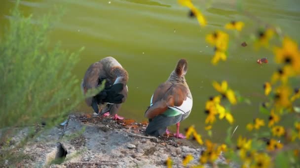 Beautiful Ducks Shore Lake Zoo Sunny Day — Stock Video