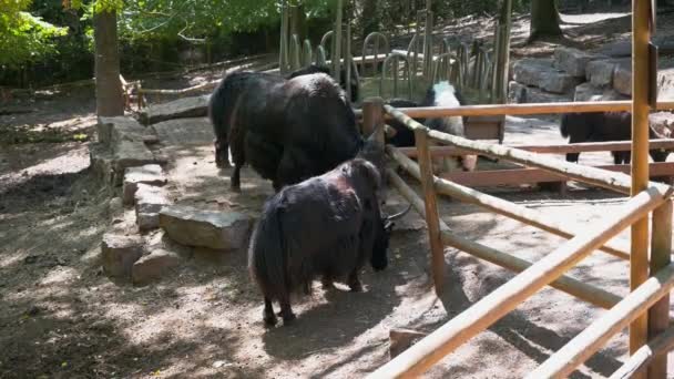 Black Fluffy Bulls Long Sharp Horns Grazing Ground Park — Stock Video