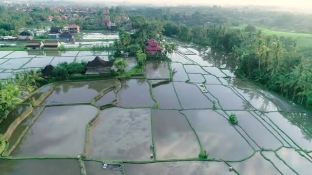 Aerial View Green Grassland Rice Terraces — Stock Video