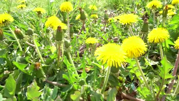 Красивые Одуванчики Растущие Траве Летний Солнечный День — стоковое видео