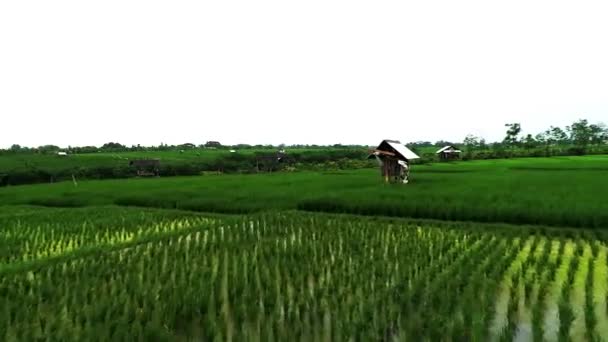 Zelené Rýžové Pole Venkově — Stock video