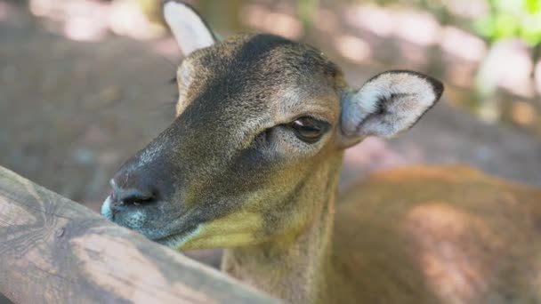 Cute Little Roe Deer Grazing Outdoor Sunny Day — Stock Video