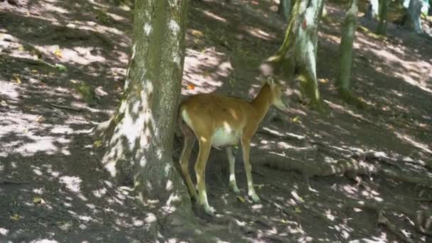 Mignon Petit Chevreuil Pâturage Extérieur Jour Ensoleillé — Video