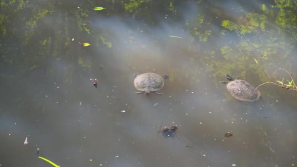 공원의 연못에서 헤엄치고 귀여운 — 비디오