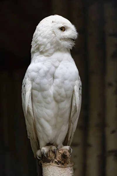 Μια Κάθετη Επιλεκτική Φωτογραφία Μιας Λευκής Κουκουβάγιας Στο Πάρκο Branitz — Φωτογραφία Αρχείου