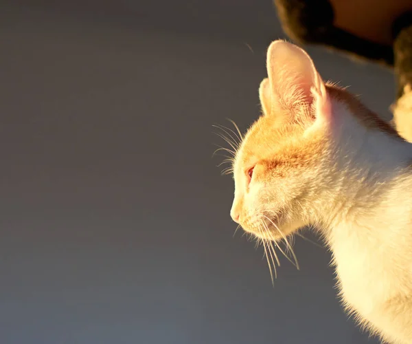 Gato Blanco Jengibre Divertido Entrecerrando Los Ojos Sol — Foto de Stock