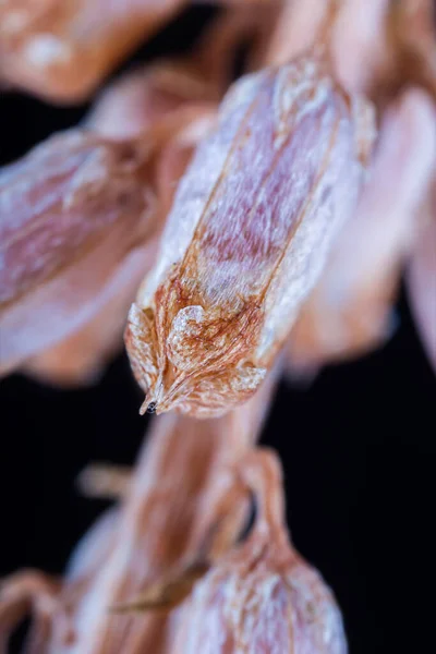 Макрознімок Сухого Бутону Дикої Рослини — стокове фото
