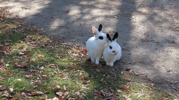 Крупный План Пушистых Белых Черных Кроликов Траве Покрытой Осенними Листьями — стоковое фото