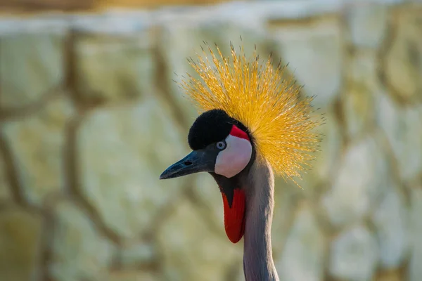 Een Close Opname Van Een Gekroonde Kraan Areen Wildlife Park — Stockfoto