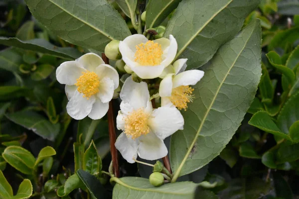 庭の茶畑の花の高い角度の閉鎖 — ストック写真