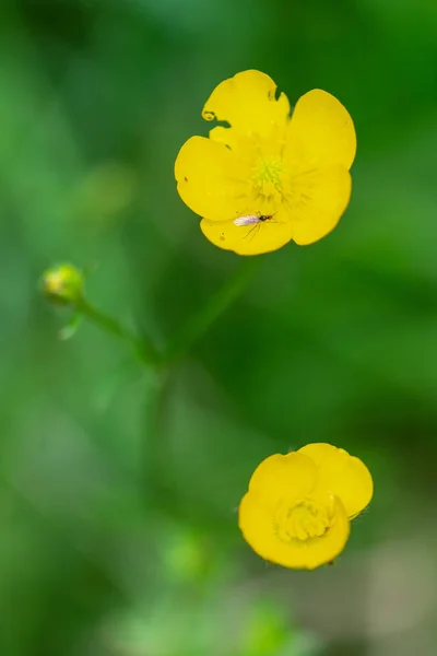 Liten Insekt Gul Blomma Med Suddig Bakgrund — Stockfoto