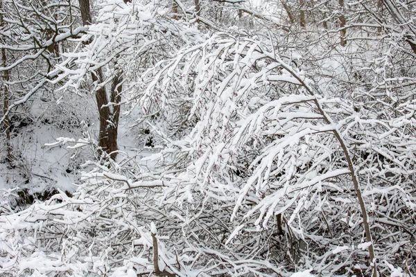 Bosque Cubierto Nieve East Don Park Toronto —  Fotos de Stock