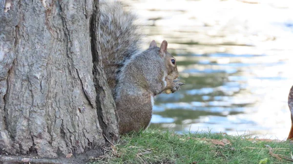 Adorable Squirrel Fluffy Tail Eating Peanut Background Waters — Stock Photo, Image