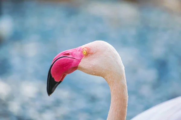 Gros Plan Flamant Rose Dans Parc Animalier Areen Bahreïn — Photo