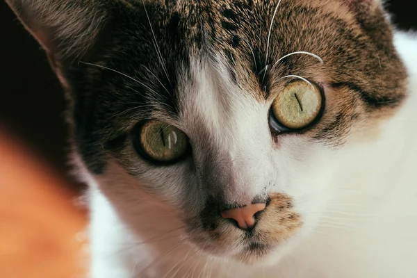 Een Close Shot Van Een Schattige Huiskat Met Een Verrast — Stockfoto