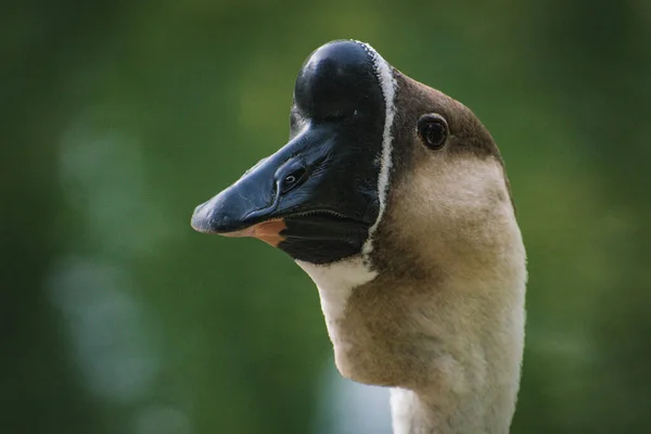 Gros Plan Oiseau — Photo