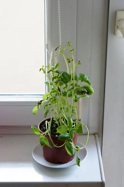 Eine Vertikale Aufnahme Einer Topfpflanze Auf Der Fensterbank — Stockfoto
