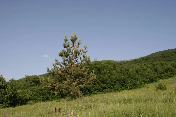 Primer Plano Árbol Prado — Foto de Stock