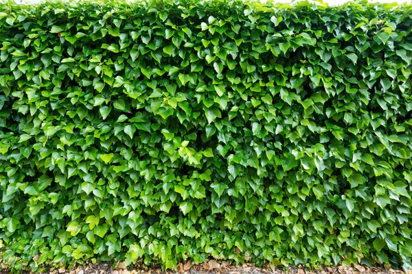 Pěkná Vnější Stěna Pokrytá Zelenými Břečťanovými Listy — Stock fotografie