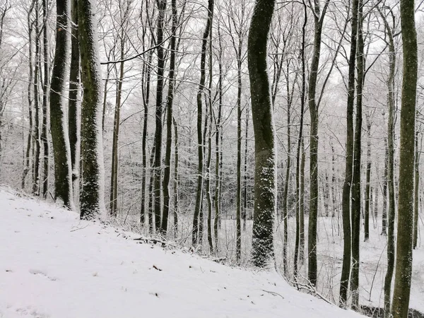 Gros Plan Une Forêt Enneigée Hiver Larvik Norvège — Photo