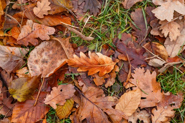 Una Toma Alto Ángulo Hojas Secas Suelo Durante Día Otoño — Foto de Stock