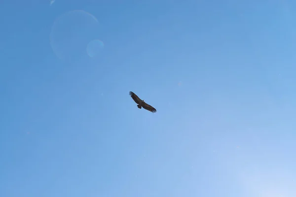 Colpo Angolo Basso Uccello Aquilone Volante Sotto Cielo Blu — Foto Stock