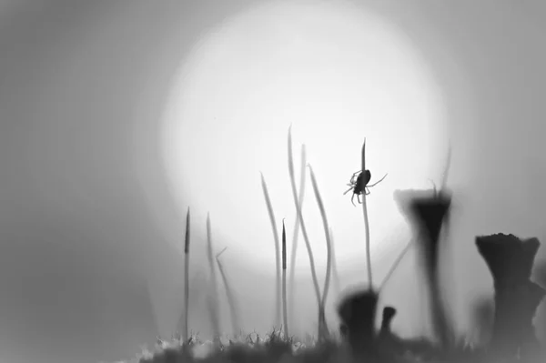 Silhouette Spider Young Grass Leaf Blurry White Sun — Stock Photo, Image