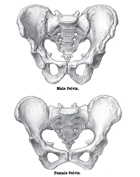 Una Página Libro Atlas Anatomía Humana —  Fotos de Stock