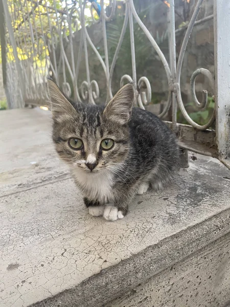 Vertikal Bild Söt Och Liten Grå Katt Utomhus — Stockfoto