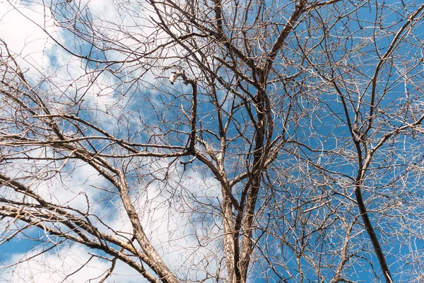 Bulutlu Bir Arka Planda Solmuş Ağacın Güzel Bir Görüntüsü — Stok fotoğraf