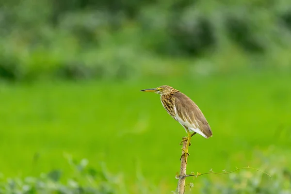 Selective Focus Shot Bittern Heron Perched Deadwood Branch — Stock Photo, Image