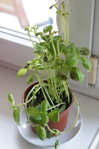 Una Toma Ángulo Alto Una Planta Maceta Alféizar Ventana —  Fotos de Stock