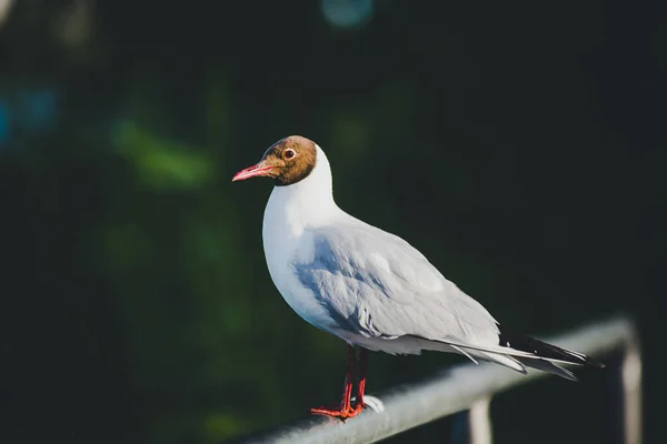 Detailní Záběr Racka Hnědou Hlavou Usazeného Kovové Trubce Rozmazaným Pozadím — Stock fotografie