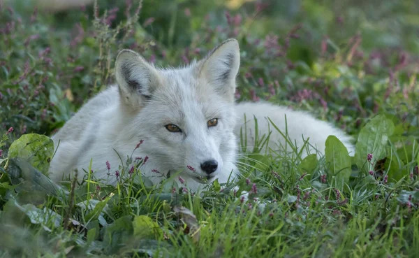 Selektiv Fokusbild Vit Varg Som Vilar Det Gröna Gräset — Stockfoto