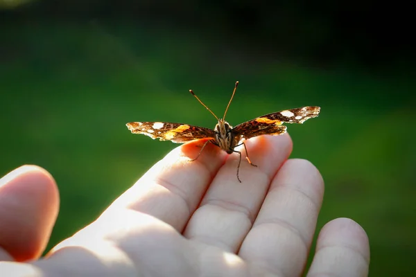 Gros Plan Merveilleux Papillon Assis Sur Main — Photo