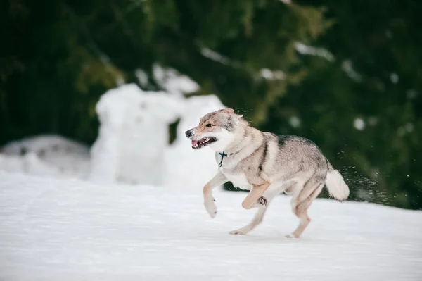 雪の地面で遊んでいるオオカミの選択的なフォーカスのクローズアップ — ストック写真