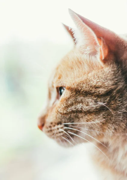 Ένα Χαμηλό Πλάνο Μιας Χαριτωμένης Κοκκινομάλλας Γάτας Μια Θολούρα — Φωτογραφία Αρχείου